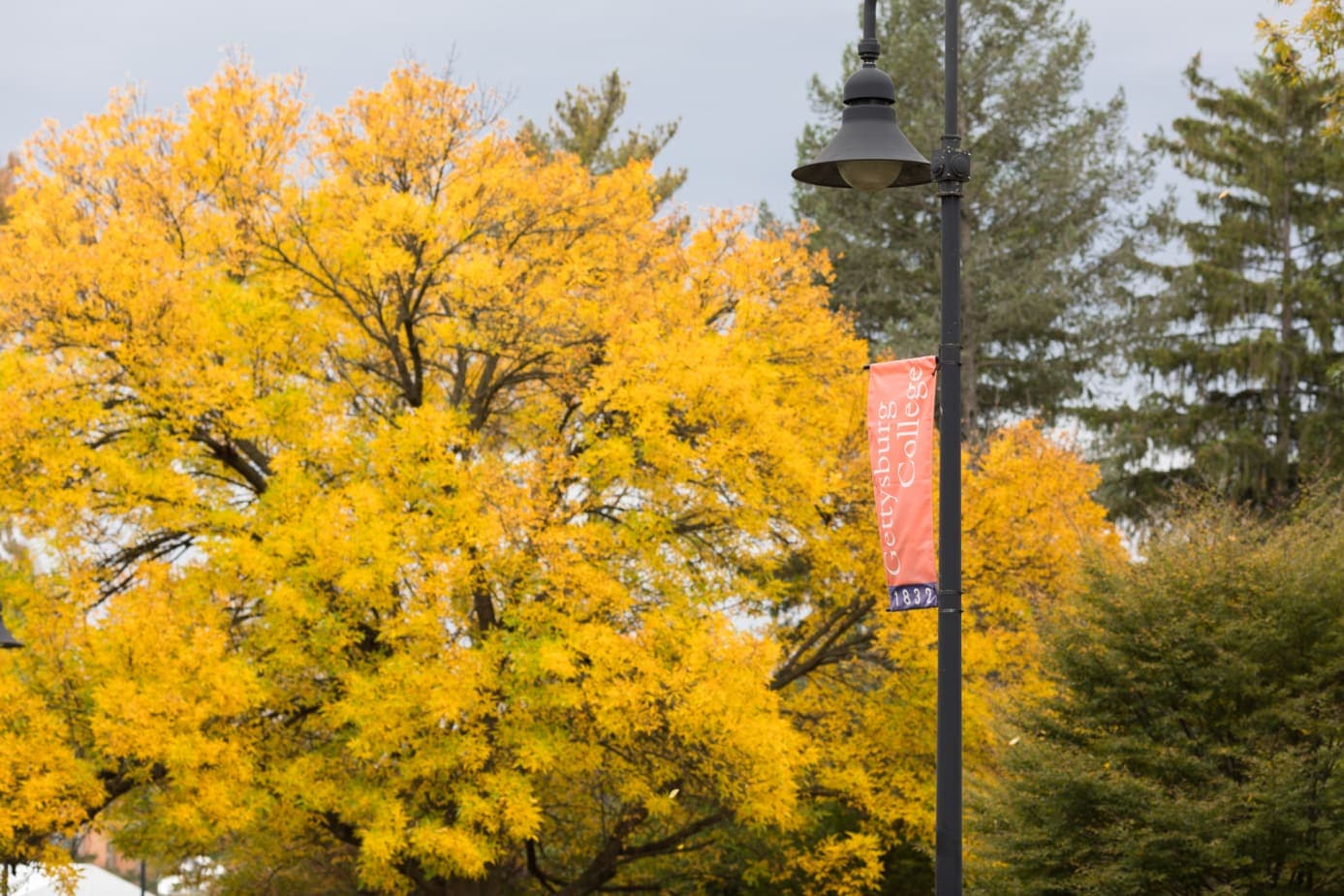 College banner and lamp post against yellow foliage