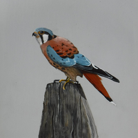 Kestrel