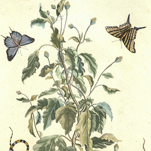 merian butterfly print