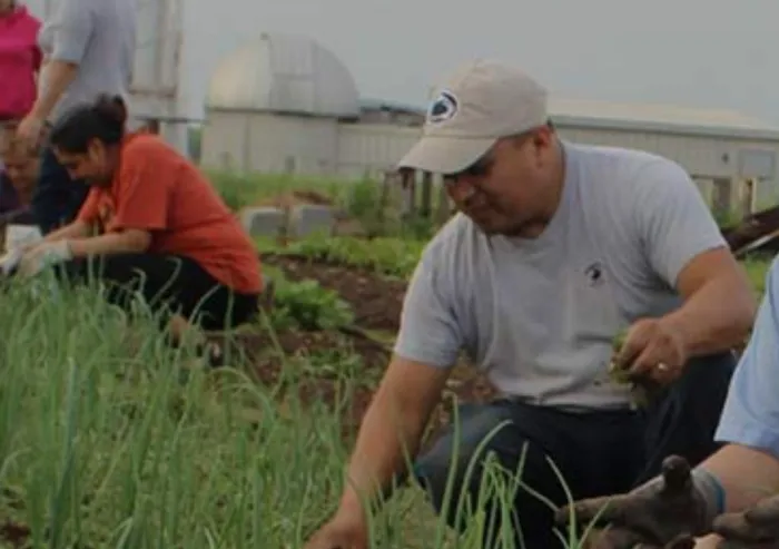 People planting vegetables in a community garden.