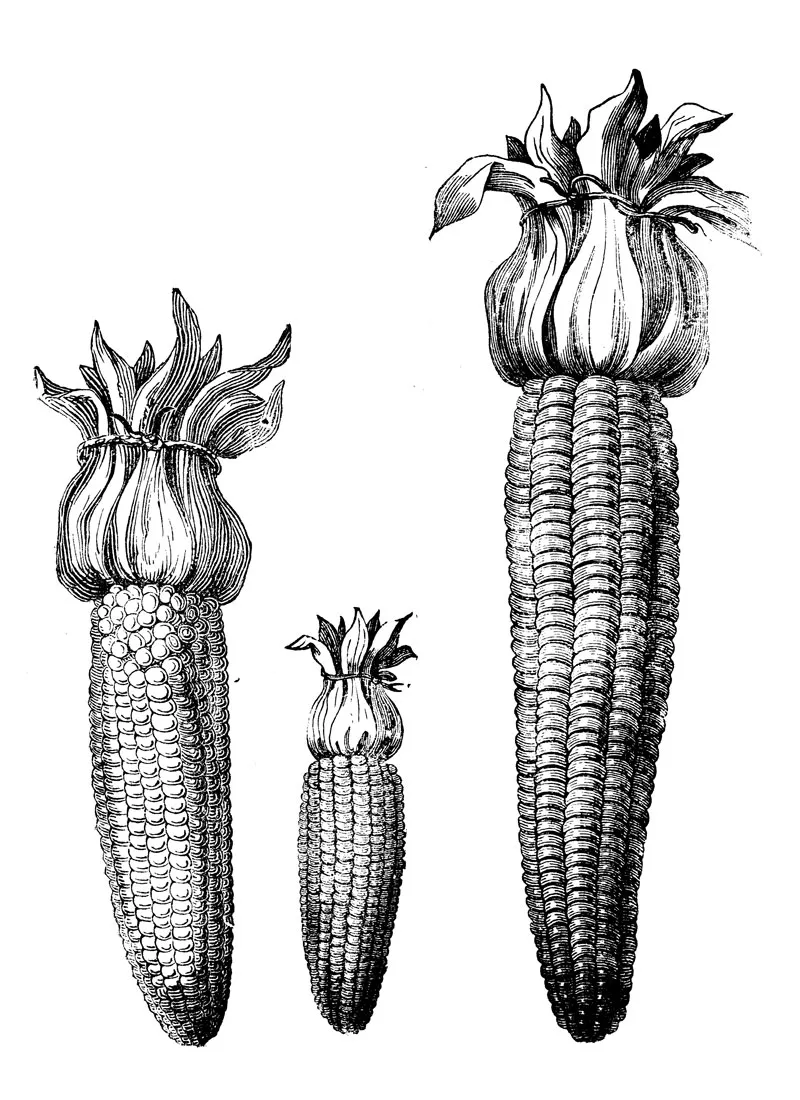 plant illustration corn