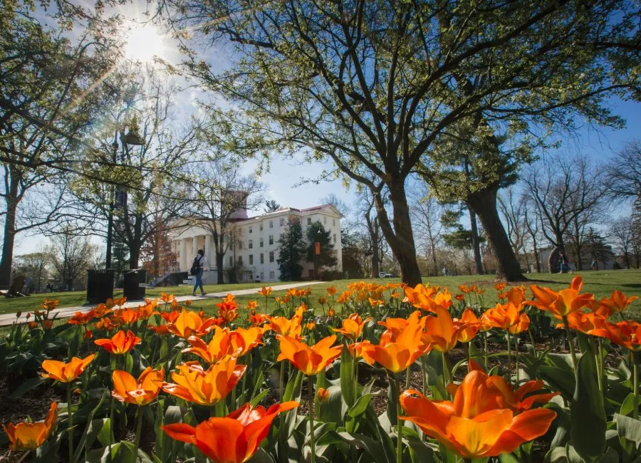 orange tulips bloom with Penn Hall in background