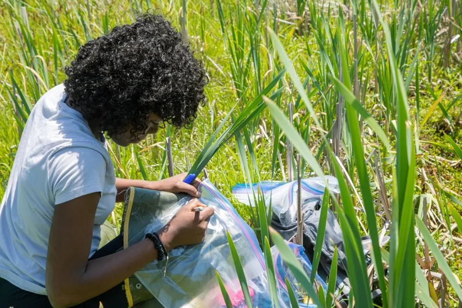 A student collecting samples of water, soil and plants