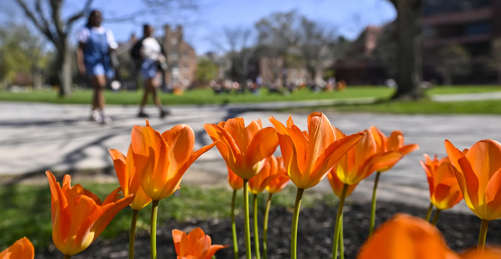 A photo of flowers