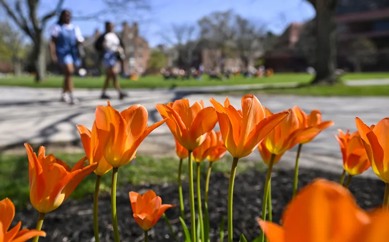Orange flowers bloom 