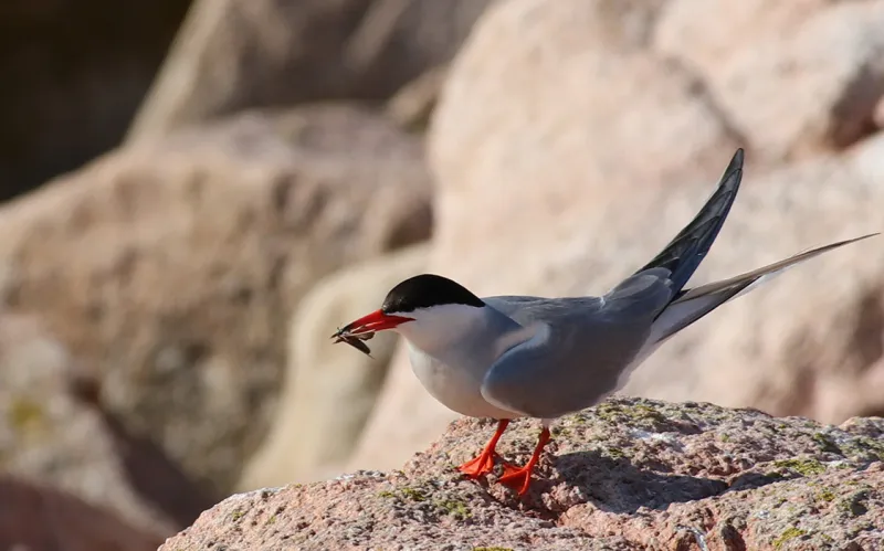 A common tern carries a moth on Petit Manan Island